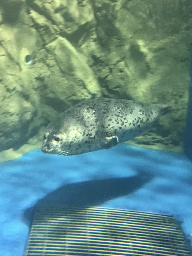 Attention: it is fat phoque friday