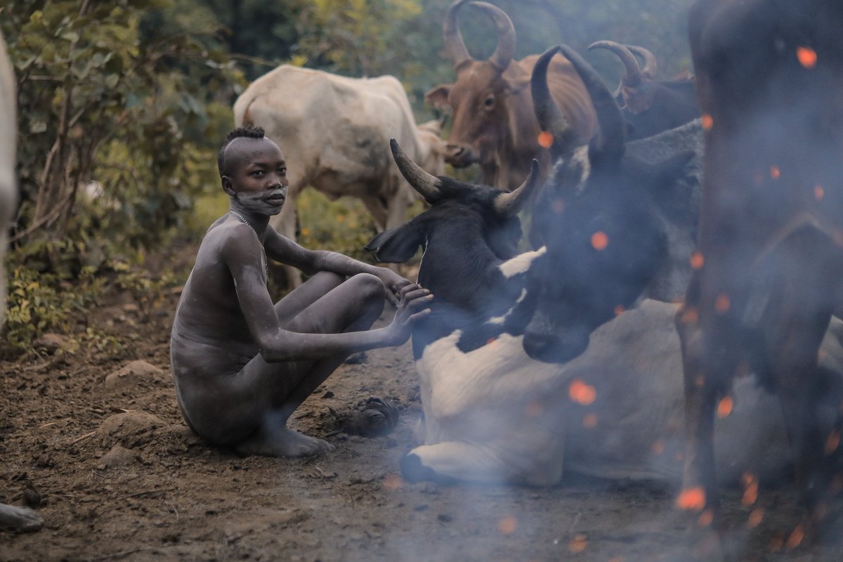 251Michael's tweet photo. SURMA

The Suri tribesmen that inhabit parts of Southwestern Ethiopia bring their cattle around the smoke of a fire every morning, to protect them from insect bites. 

#Ethiopia #Surma #Suri  #photography #travelphotography #portraitphotography #tribalphotography  #travelethiopia https://t.co/6pNWnmATKL