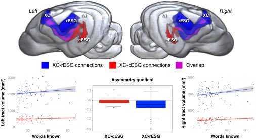 Hecht Lab (@labhecht) on Twitter photo Using non-invasive MRI, we found a pathway in dog brains that predicts receptive vocabulary size. It’s left-lateralized & connects regions that produce and perceive vocal communication. A convergently evolved arcuate fasciculis? Read at <a href="/CurrentBiology/">Current Biology</a>: sciencedirect.com/science/articl… Using non-invasive MRI, we found a pathway in dog brains that predicts receptive vocabulary size. It’s left-lateralized & connects regions that produce and perceive vocal communication. A convergently evolved arcuate fasciculis? Read at <a href="/CurrentBiology/">Current Biology</a>: sciencedirect.com/science/articl…