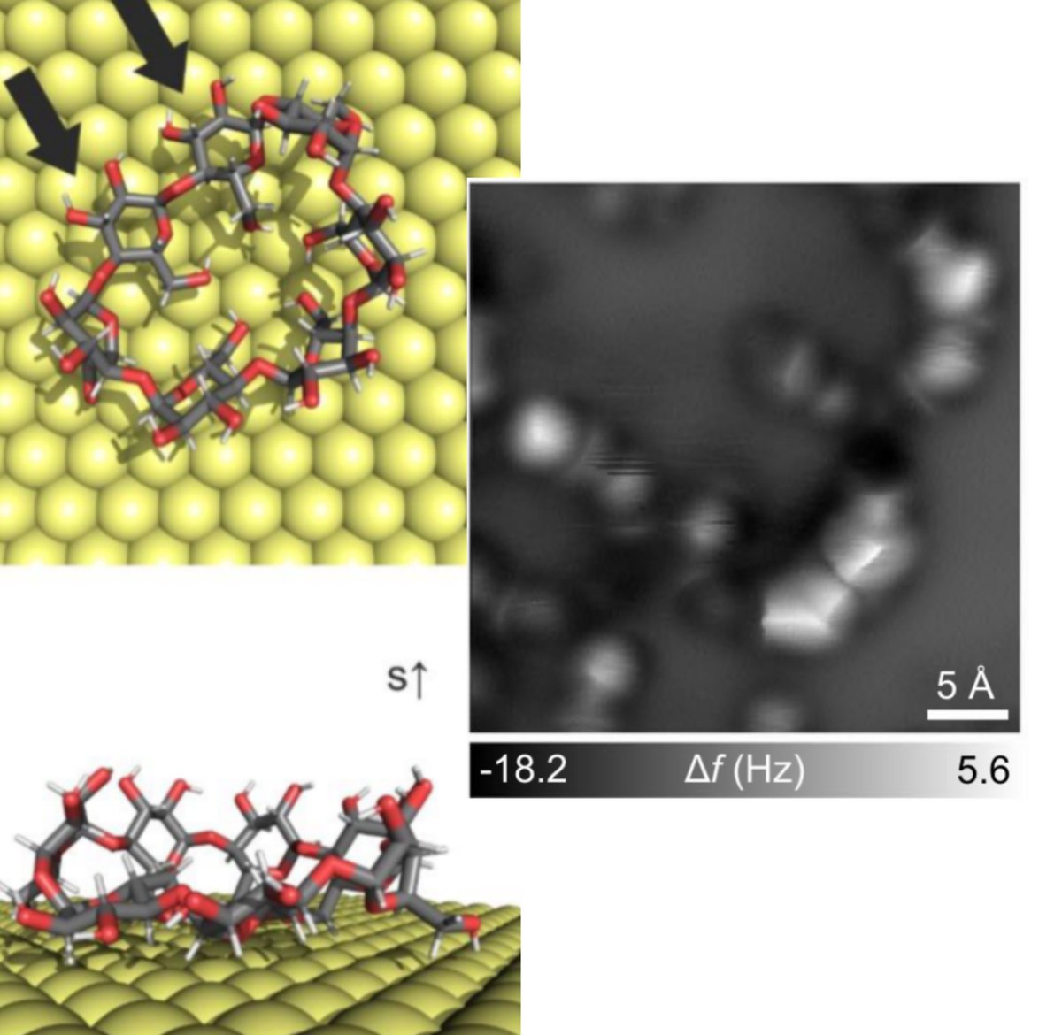 Aside from seeing the #cyclodextrin up and down on the surface, one curious case is when some of the glucose units twist and form this intermediate configuration. The molecular dynamics simulations (left) explains beautifully the "absence" of lobes  in the experimental images.