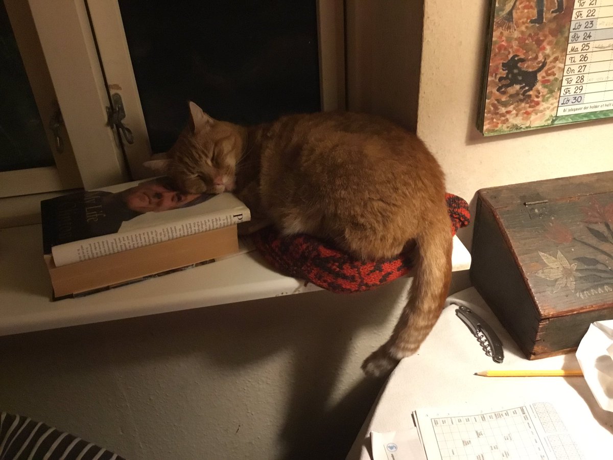 Strikketanten's tweet photo. "My arse on his hat, my chin on his book - now he will HAVE to talk to the cat, no matter what he wants to do!"

#MissPhoenix https://t.co/k9Bx4CRhEz