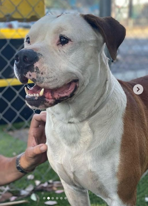 🆘💔🆘8 yo 100 lb CHIEF has been at Baldwin Park #California ACC since 9-19😲Shocking no one hasn't given him a new forever home yet. He's happy, friendly &amp; easy to handle. And in danger - the shelter is full. Plz watch his attached video. info⬇️ #A5653288