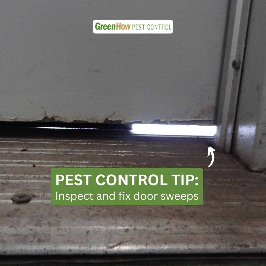 greenhow's tweet photo. Mice enter your home like anyone else, through the front door! 

Learn more about how and why you should replace your door sweeps for pest prevention. 

https://t.co/08K8Y5xpFj

#mousecontrol #pestcontrol #pestcontrolservice #pestcontroltips #homemaintenance #bostonpestcontrol https://t.co/sI3VSEMHWC