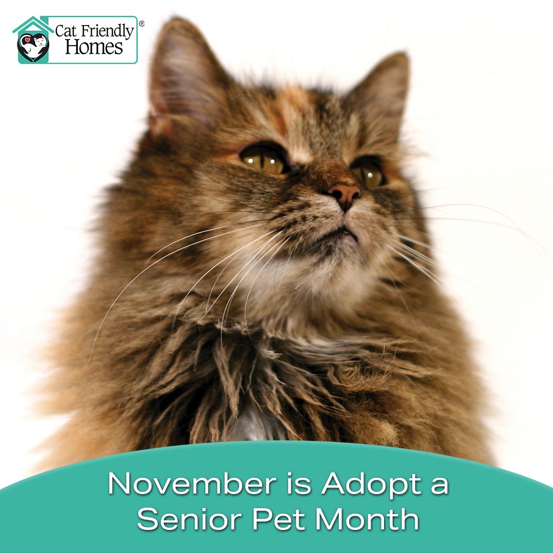 November is National Adopt a Senior Pet Month, a time to shine a light on the many lovable older pets in need of forever homes. Familiarize yourself with the “3 P’s”: Patience, Planning, and Preparation before adopting. Learn more at bit.ly/3CZJV4y.

#CatFriendlyHomes