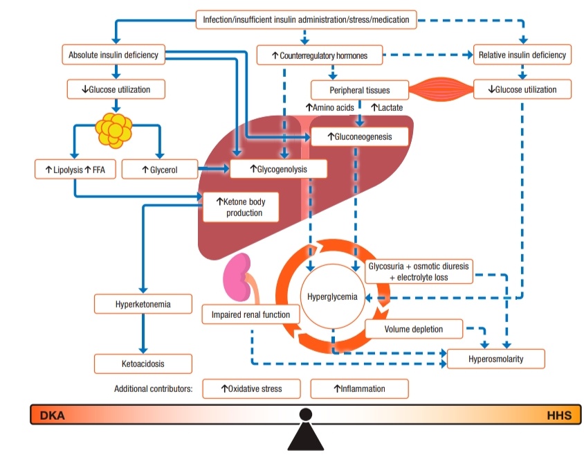 ZHeart11768530's tweet photo. 🔴Hyperglycemic Crises in Adults With Diabetes: A 2024 Consensus Report⤵️  #openaccess 

🔹https://t.co/45zwzz2GkA
 #FOAMed #MedEd #medstudent #paramedic #Cardiology #CardioEd #medtwitter #meded #CardioTwitter #cardiotwiteros  #MedX #cardiovascular #MedTwitter #medical https://t.co/XDvMWcDN8x