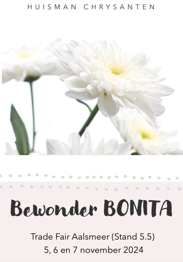 HuismanChrysanten (@huismanchrysant) on Twitter photo 