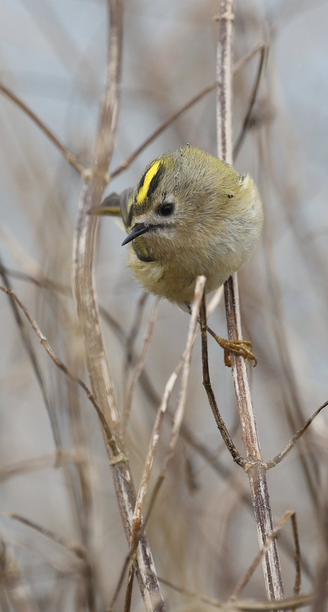ScratchTrev's tweet image. Pulses of incoming migrants last few days at Bempton. Wandering the cliff top grasses and scrub producing exciting birding. Huge numbers of largely thrushes &amp;amp; starlings. Lap &amp;amp; Snow Bunts, WRails, Woodcock, finches, owls, geese &amp;amp; a fit little Siberian Chiff today! #moretocome
