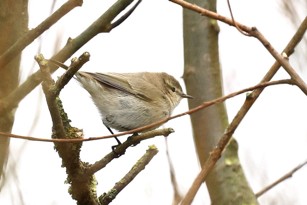 ScratchTrev's tweet image. Pulses of incoming migrants last few days at Bempton. Wandering the cliff top grasses and scrub producing exciting birding. Huge numbers of largely thrushes &amp;amp; starlings. Lap &amp;amp; Snow Bunts, WRails, Woodcock, finches, owls, geese &amp;amp; a fit little Siberian Chiff today! #moretocome