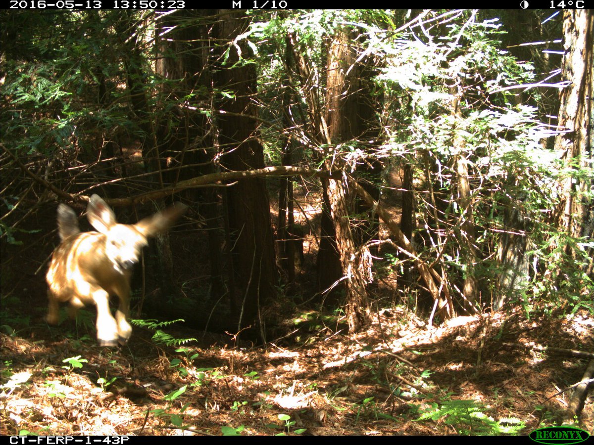 trailcam tweet media