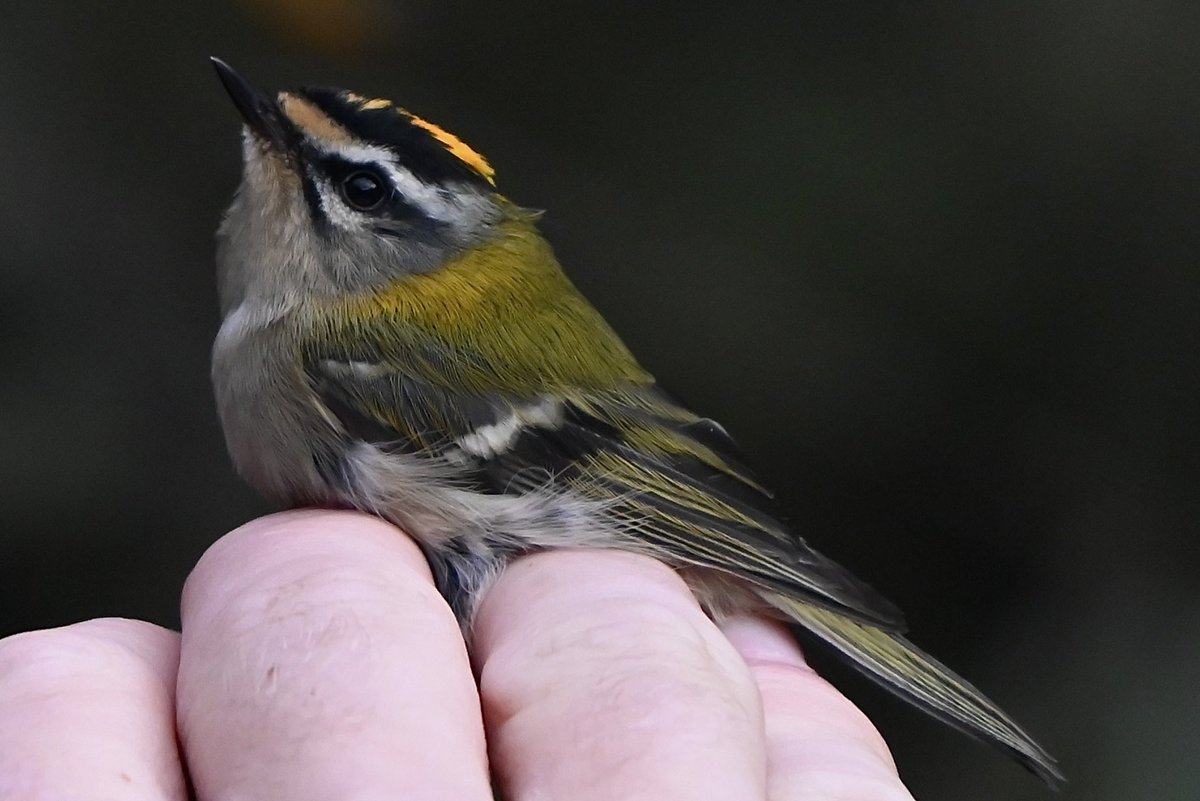 LOS BIRDER (@losbirder) on Twitter photo From this morning <a href="/DungenessBO/">Dungeness Bird Observatory</a> , a stunning male Brambling in the hand, supported by Redpoll & Firecrest with thanks to <a href="/tom_wright16/">Tom Wright</a> & <a href="/_jdbirder/">Jonathan Dodds</a> for alerting us locals. From this morning <a href="/DungenessBO/">Dungeness Bird Observatory</a> , a stunning male Brambling in the hand, supported by Redpoll & Firecrest with thanks to <a href="/tom_wright16/">Tom Wright</a> & <a href="/_jdbirder/">Jonathan Dodds</a> for alerting us locals.