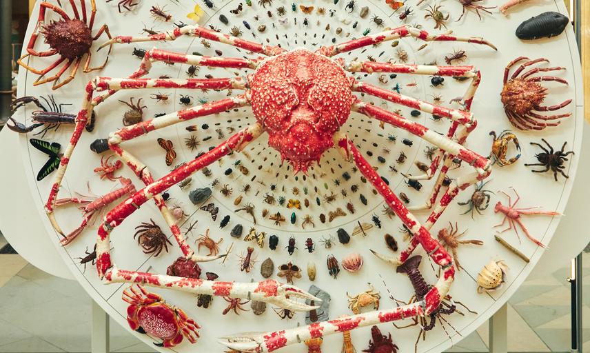 CuratorWithin (@curatorwithout) on Twitter photo Day 4 of #Museum30 is on #Habitat. I was super impressed with <a href="/morethanadodo/">Oxford University Museum of Natural History</a>'s new displays, including this incredible case on biodiversity. Animals have evolved an incredible diversity of scale, allowing them to adapt to many habitats and find different ways of making a living. Day 4 of #Museum30 is on #Habitat. I was super impressed with <a href="/morethanadodo/">Oxford University Museum of Natural History</a>'s new displays, including this incredible case on biodiversity. Animals have evolved an incredible diversity of scale, allowing them to adapt to many habitats and find different ways of making a living.