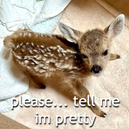 transgendeer (@ciervatonta) on Twitter photo 