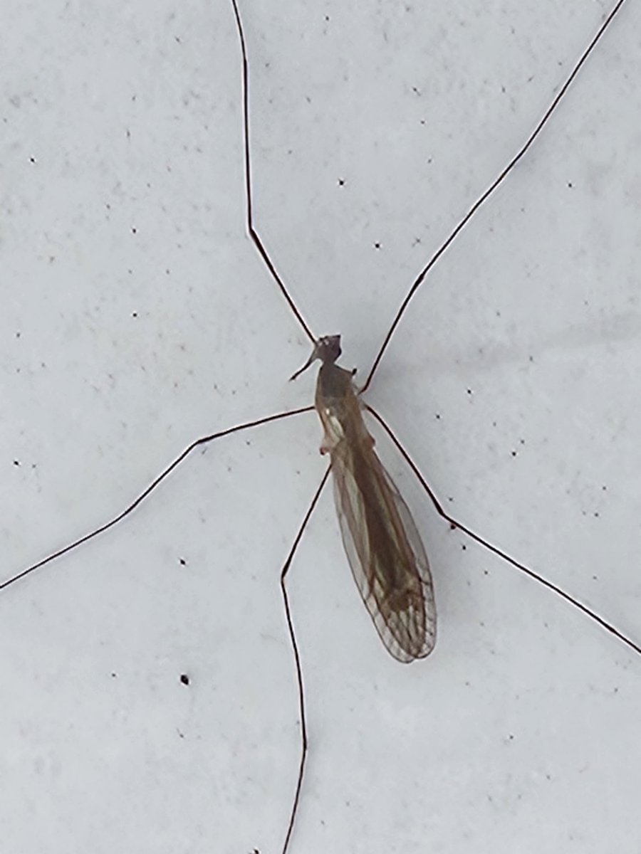 Name my house visitor?