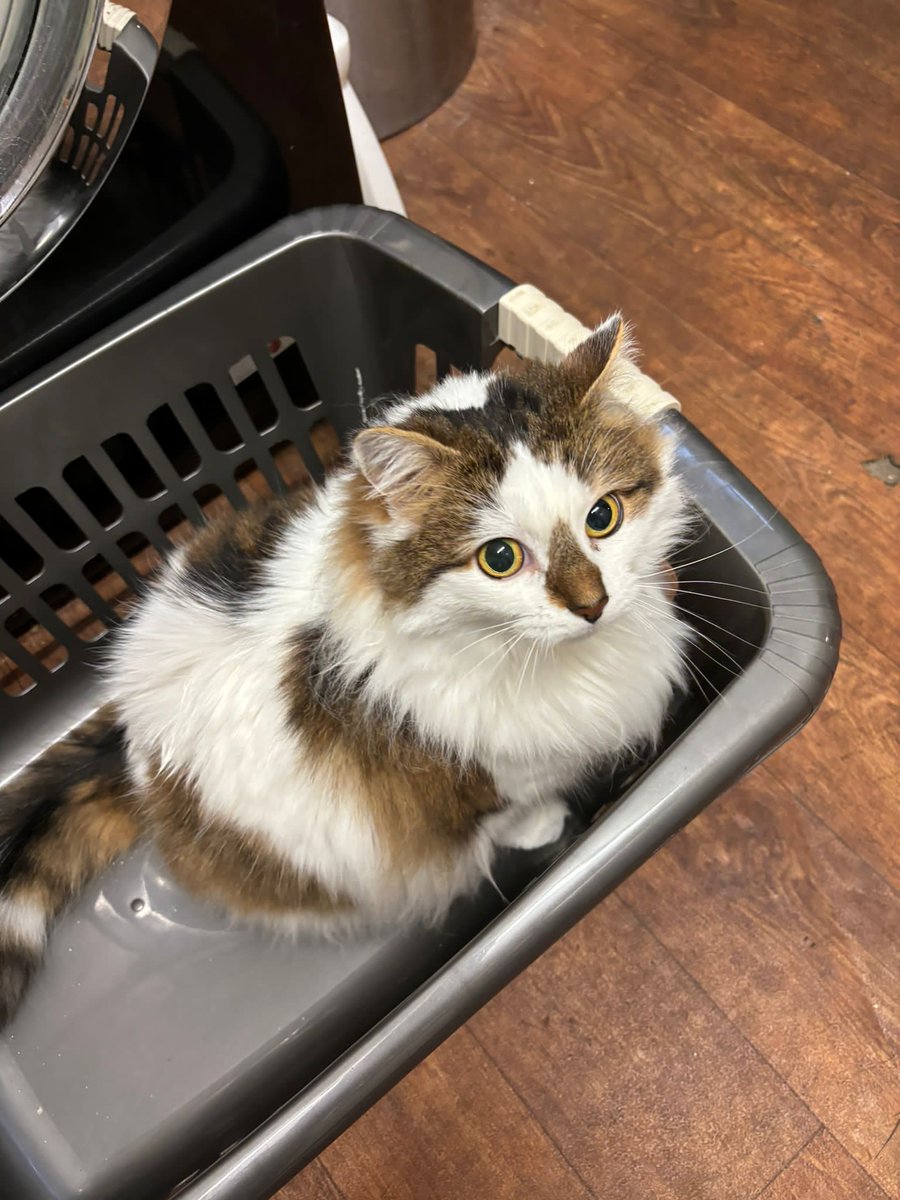 Mousecow tweet media