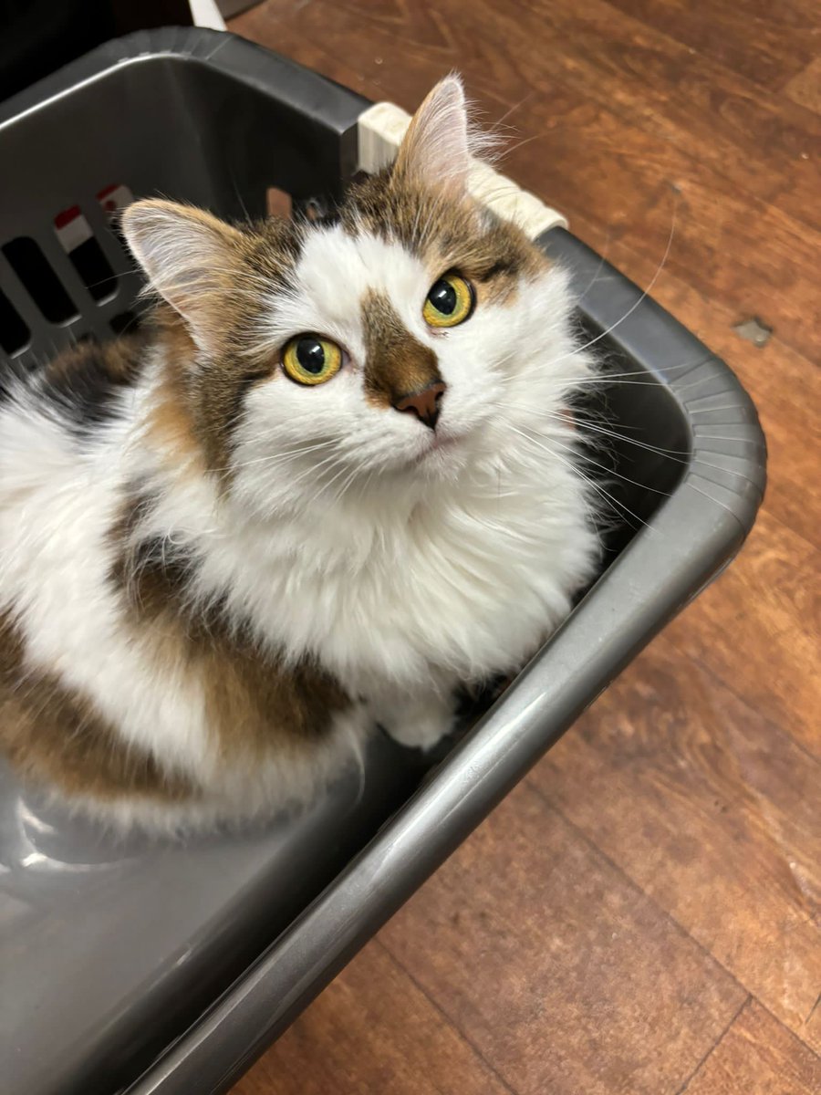 Mousecow tweet media