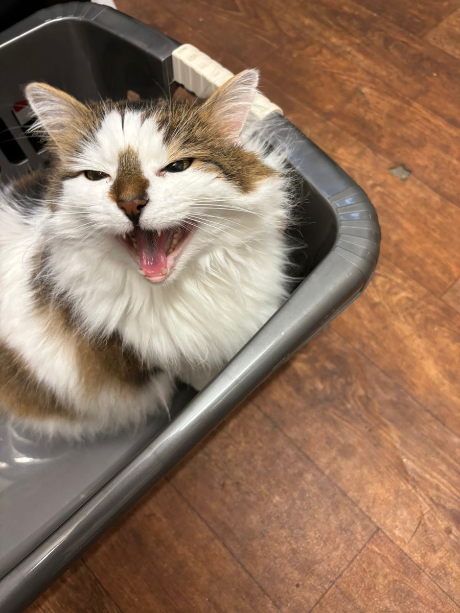 Mousecow tweet media