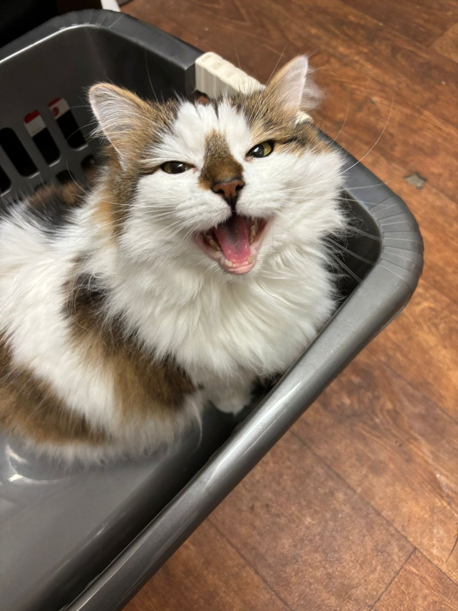 Mousecow tweet media