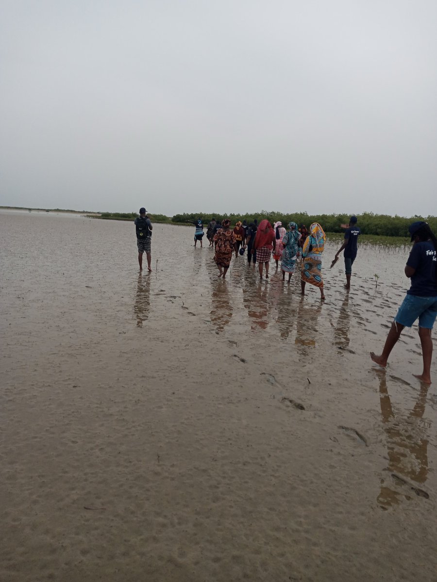 YandaSow's tweet photo. Delta du Saloum- Sénégal : Les femmes de Marlodj luttent pour sauver leur écosystème menacé https://t.co/ynrDSR2eHu via @Africa Petromine https://t.co/rU5ru7JgQX
