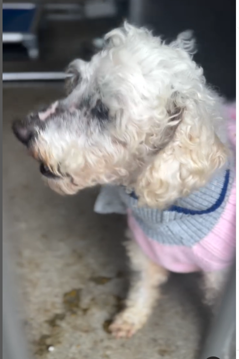 💔🆘💔The sadness of little 10 yo POLLITO t Downey CA ACC can only be truly seen in his attached video. He needs a #SoCal angel to take him home ASAP🙏 #ADOPT or reply here if you can #FOSTER 4 rescue. #PLEDGE info⬇️ #A5658552