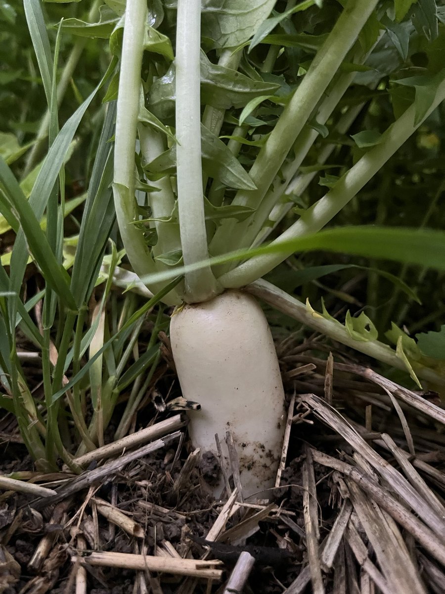 Bruno Grand_MAS Seeds (@brunogrand1) on Twitter photo Une petite salade de radis ? 🥗
Le couvert <a href="/MASseedsfrance/">MAS Seeds France</a> 🚜MAS 4 Cover Sol🚜 permet d’obtenir notamment une rapide couverture, une bonne structuration du sol et une forte biomasse.
Phacélie, moutarde, avoines et vesces sont au menu de ce couvert 👍 Une petite salade de radis ? 🥗
Le couvert <a href="/MASseedsfrance/">MAS Seeds France</a> 🚜MAS 4 Cover Sol🚜 permet d’obtenir notamment une rapide couverture, une bonne structuration du sol et une forte biomasse.
Phacélie, moutarde, avoines et vesces sont au menu de ce couvert 👍