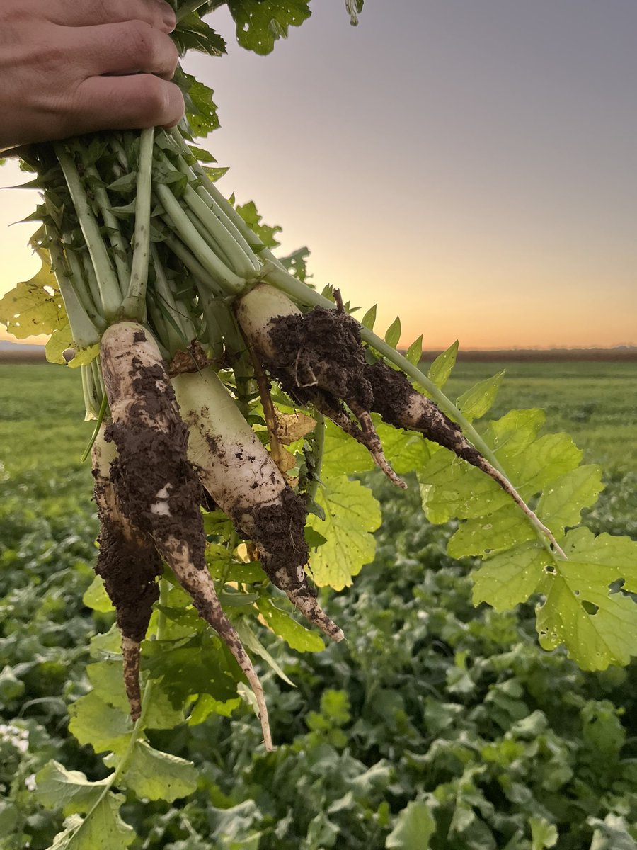 BrunoGrand1's tweet photo. Une petite salade de radis ? 🥗

Le couvert @MASseedsfrance  🚜MAS 4 Cover Sol🚜 permet d’obtenir notamment une rapide couverture, une bonne structuration du sol et une forte biomasse. 

Phacélie, moutarde, avoines et vesces sont au menu de ce couvert 👍 https://t.co/DuoDJv7hjW