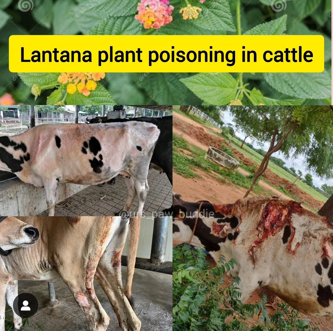 HalfBakedVet's tweet photo. 💥 Lantana plant poisoning in cattle 🐄
 Ingestion of lantana plants by cattle ."Lantadine" is hepatotoxin of lantana plant.

📌Symptoms:
-fever, jaundice (liver damage)
-Excessive skin sensitivity to sunlight (photosensitization)
-yellowish discoloration of MM
-Reddening &amp;.. https://t.co/hG9Yj0QysV