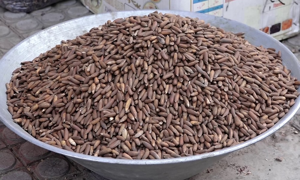 ArianaNews_'s tweet photo. افغانستان سال گذشته بیش از ۲۵۰۰ تُن جلغوزه صادر کرده است
https://t.co/9N74CgDgYA
وزارت صنعت و تجارت میگوید که در سال گذشته بیش از ۲۵۰۰ تُن جلغوزه به ارزش ۲۷ میلیون دالر به کشورهای همسایه و جهان صادر شده است.
#ArianaNews #PineNut #Afghanistan https://t.co/vYZrKAcwcZ