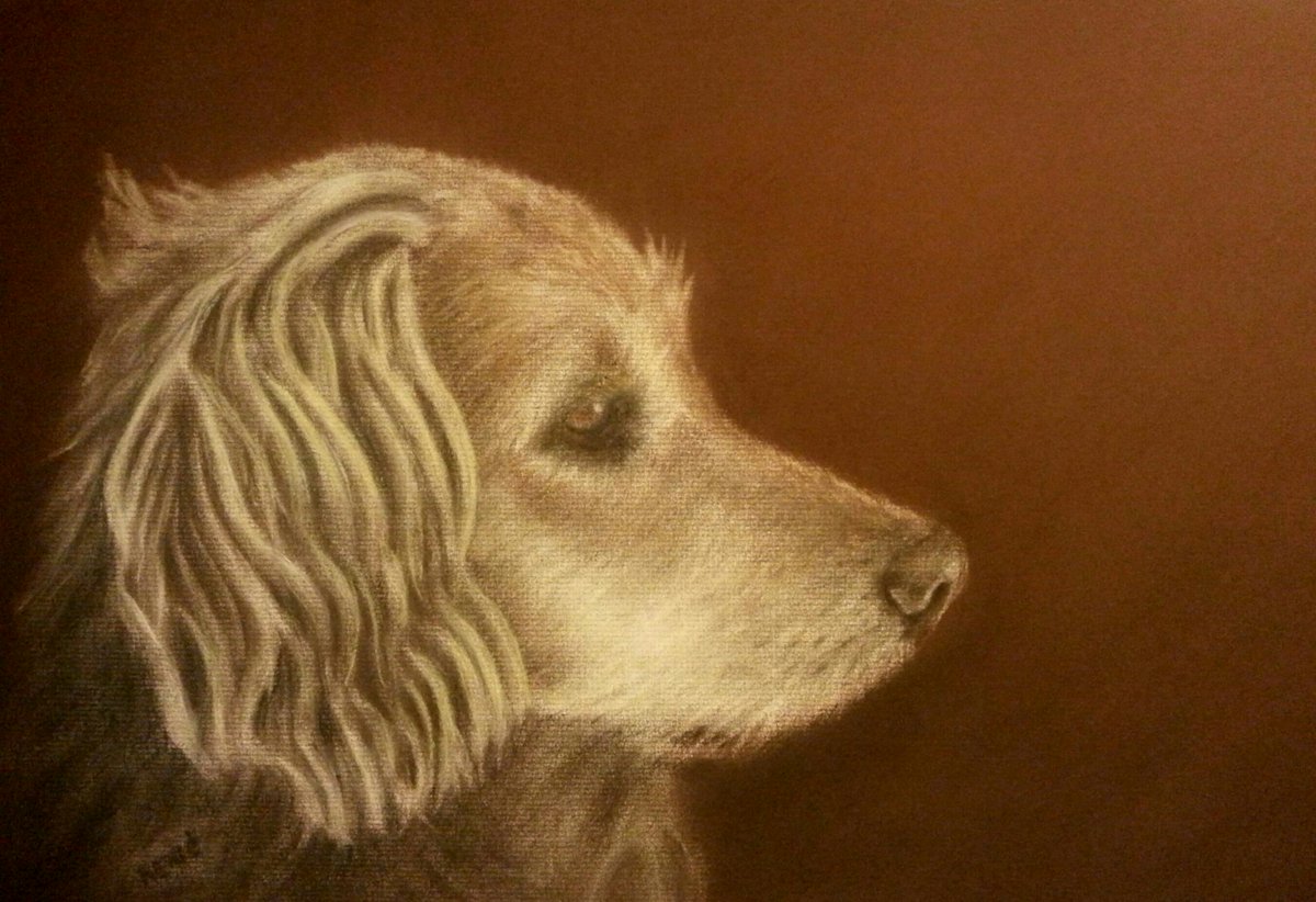 Later_AtBobs's tweet image. Charcoal and conte on laid paper, 11x17 inches #animal #dog #drawing #charcoal