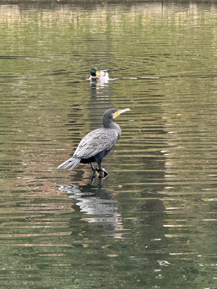 ScotttDes's tweet photo. @bonxie
Spotted Abington Park
Lake today - anything interesting? https://t.co/4KeBkB9HZe