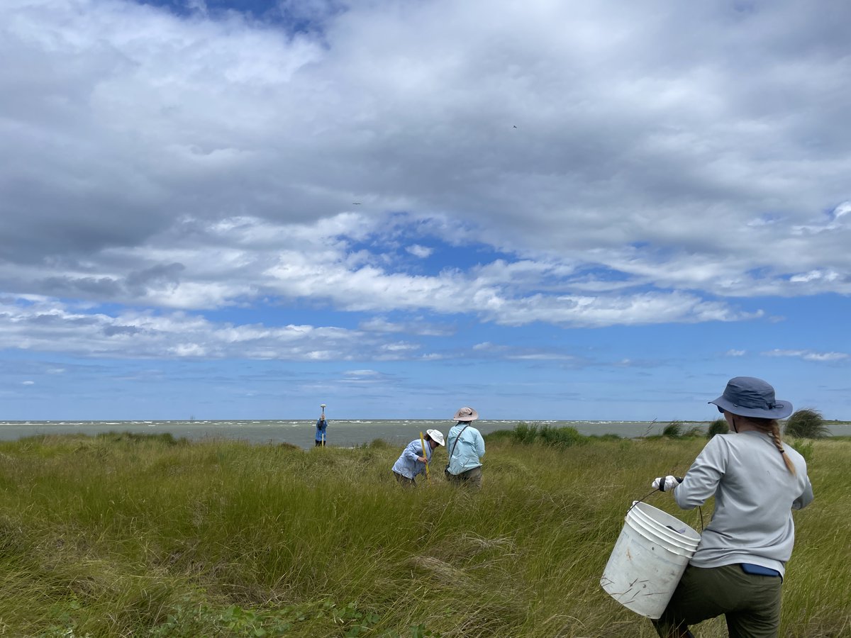 noaacoastalsci's tweet photo. NCCOS scientists evaluate how nature-based infrastructure - such as marshes, reefs, dunes, and oyster beds - can protect coastal neighborhoods and infrastructure. To date, they have analyzed 38 sites across 8 states! #25YearsofNCCOS
https://t.co/uGCf4vcgTX https://t.co/NgkNdHinSA