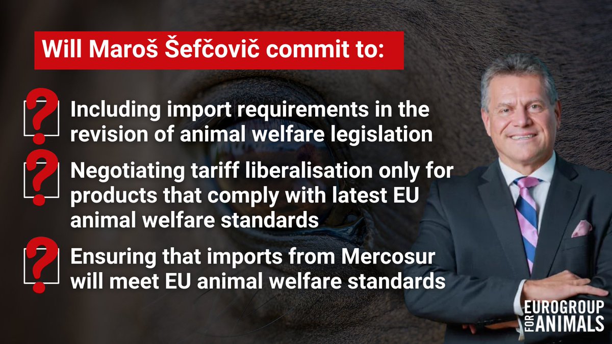 Act4AnimalsEU's tweet photo. While Commissioner-designate for #Trade, @MarosSefcovic did not explicitly mention conditioning #AnimalWelfare standards to imports of animal products in his hearing today, here's some positive takeaways:

✅ Not rushing for an EU-Mercosur deal
✅ Improving transparency in EU trade deal negotiations
✅ Injecting more sustainability in EU trade policy