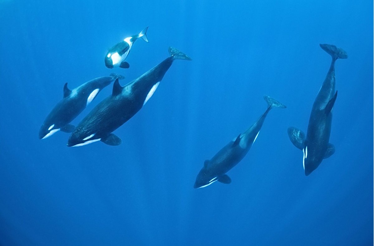 Only 8.35% of the ocean is protected—way off the 30% by 2030 target.

A new <a href="/AntarcticaSouth/">Antarctic and Southern Ocean Coalition</a> report calls on nations to establish new marine protected areas to #ProtectAntarctica, safeguarding 26% of the region’s waters and ~3% of the global ocean. pew.org/3BQmhfs