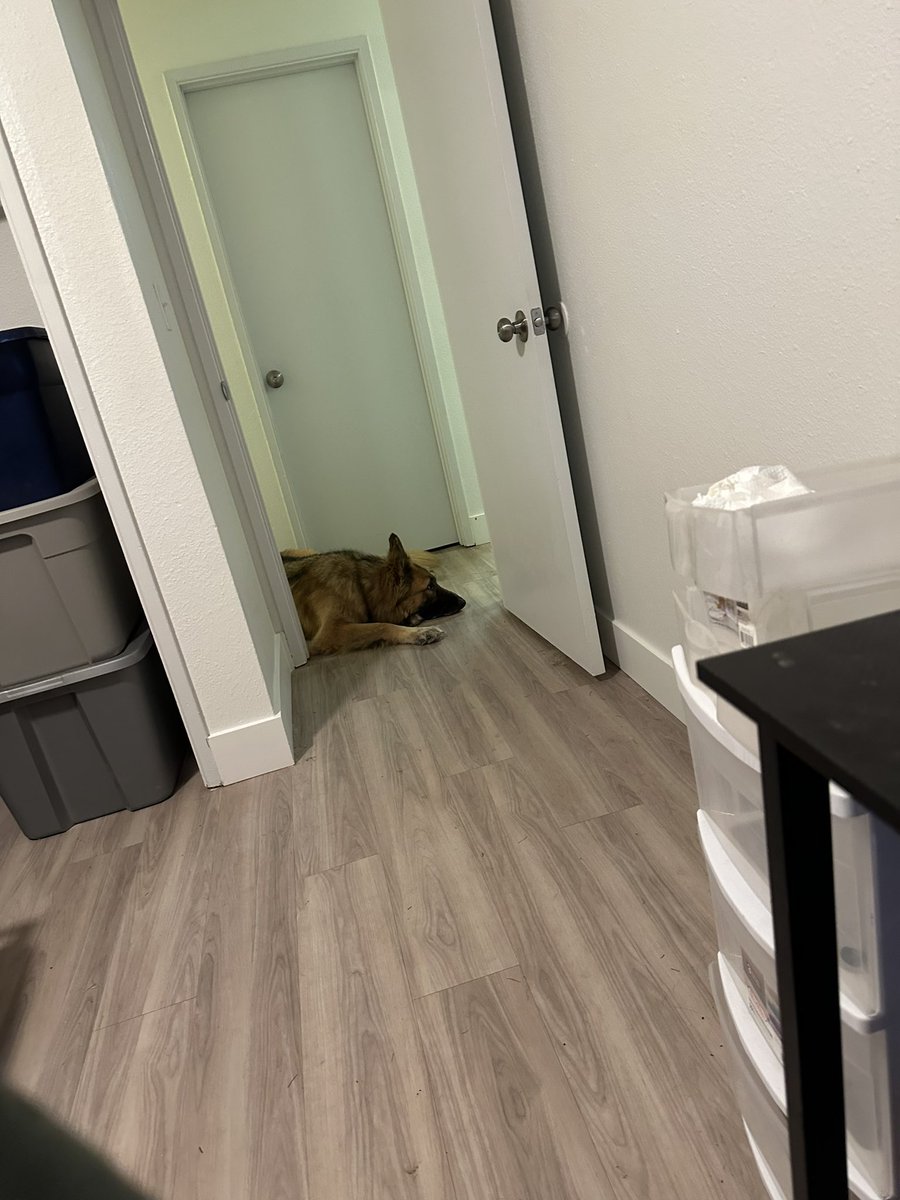 thatlilpupper's tweet photo. Just an update! I’m still alive lol. Just finished moving everything over and got my pc set up. Should be getting everything done soon! thank you everyone for your patience. :) and the dogs are adjusting well too! just been lots of stress for me mostly. https://t.co/CSXbasMAr1