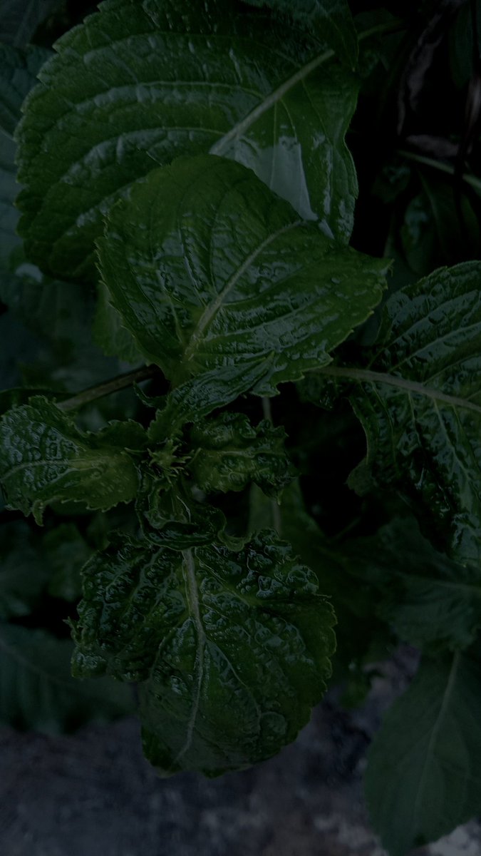 Shittu Habeebah tweet media