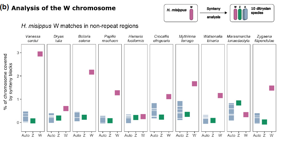 @heliconians Is the Lepidoptera W chromosome ancestral? See: Orteu, A., et al. 2024. The Hypolimnas misippus genome supports a common origin of the W chromosome in Lepidoptera. Genome Biology and Evolution 16:evae215. doi.org/10.1093/gbe/ev…