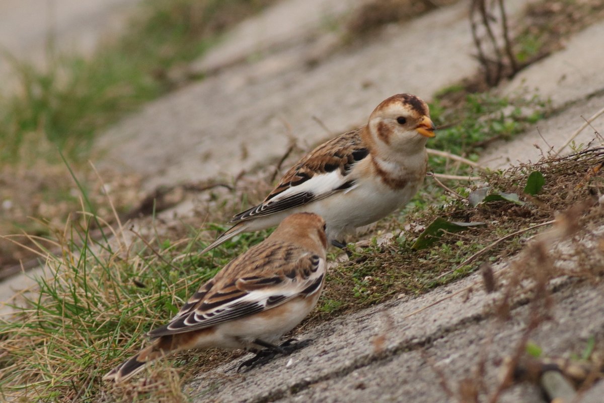 2 0f the Snow Buntings, Plectrophenax nivalis, picking seeds up on the Promenade at Redcar earlier today <a href="/teesbirds1/">teesbirds</a>  <a href="/nybirdnews/">NorthYorksBirdNews</a>