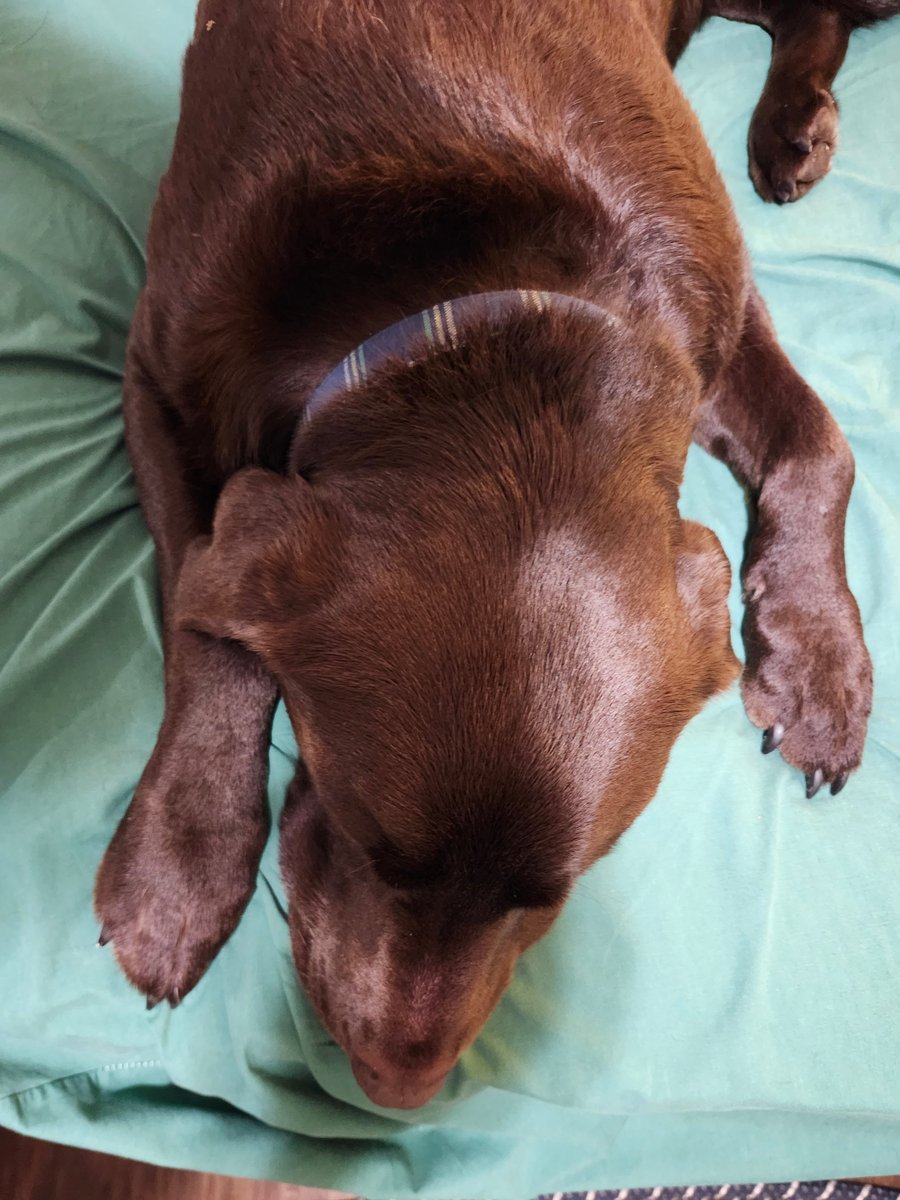omnilithd's tweet photo. nap time https://t.co/3UC5ZlDMeC
