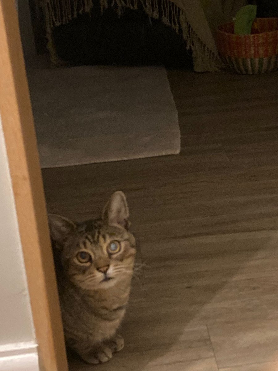 NinnyCat's tweet photo. #BraveBilly I let nice Maria fuss me this evening and she sat next to me whilst I ate my dinner 😻 
Where's my mum though? I hear she may have met some Purr'ague cats 😿 I'm still her best tiny tiger. One more day and she'll be back home 💜💗😻 #Tabby #Catting https://t.co/1DEQhPQemn