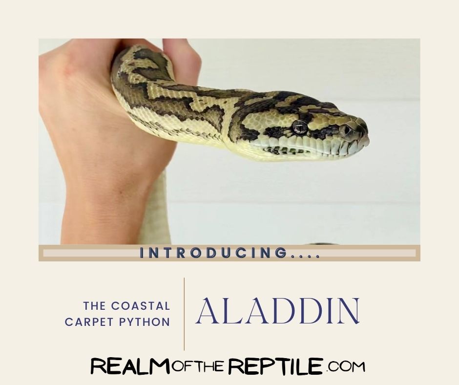 realmotreptile's tweet image. Meet one of our new reptiles!
#realmofthereptile
#aladdin
#coastalcarpetpython 
realmofthereptile.com