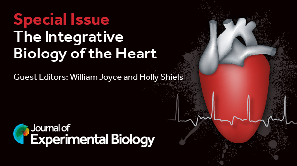 In our Special Issue, The Integrative Biology of the Heart, Jared Shaftoe and <a href="/tegillis/">Todd Gillis</a> review  the cellular pathways and functional changes that occur when the vertebrate heart remodels in response to changes in hemodynamic load 

journals.biologists.com/jeb/article/22…