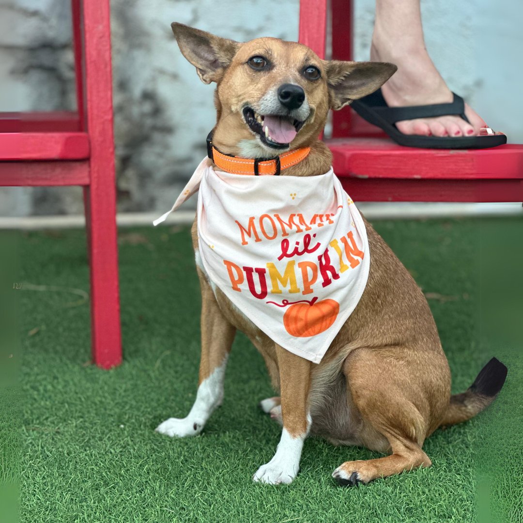 BoosIcehouse's tweet photo. 🍂 Boo's calendar for the week of October 28th 
🎨 Chalk Festival, Artists in Residence at Boo's Tue-Thu this week!

🍁 Benji showing some adorable big-bandana-energy! 

#boosdogbar
#sarasota  #thingstodosrq #dogbar #floridadogs #bestdresseddog #chalkfestival #basenji https://t.co/8A7HDfN4qB