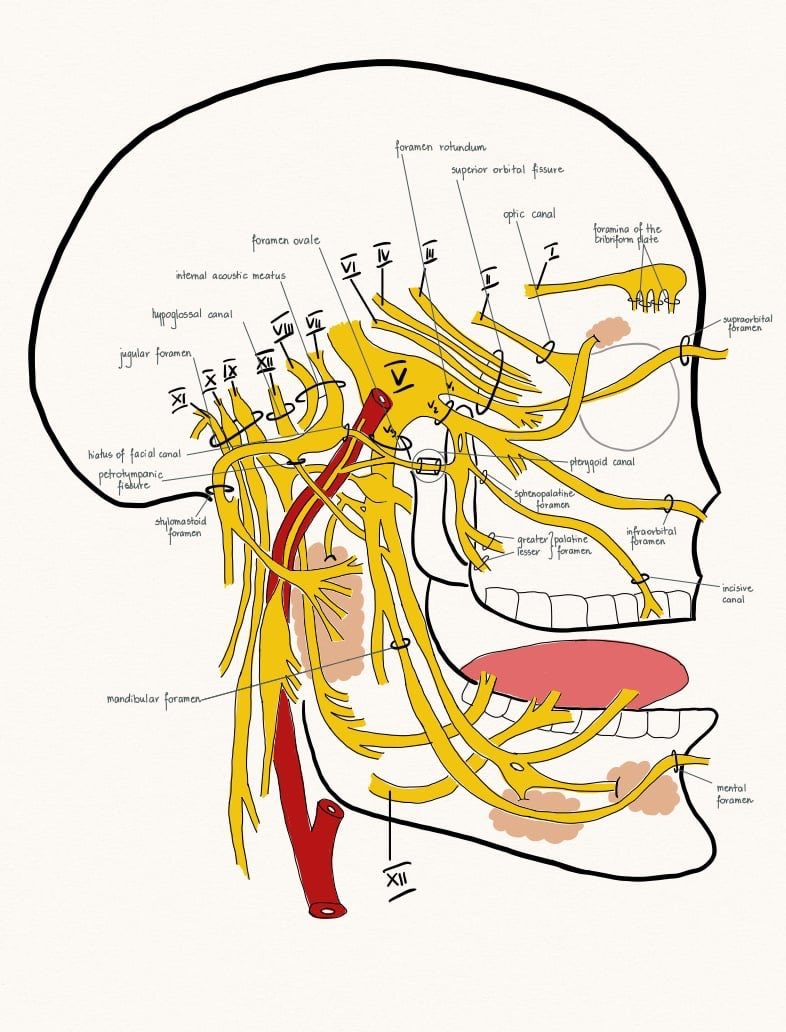 صورة حلوة لل Cranial Nerves 

كل عصب والمكان اللي يطلع منه 
وامتداده في الفكين 

للامانة جدا حلوة