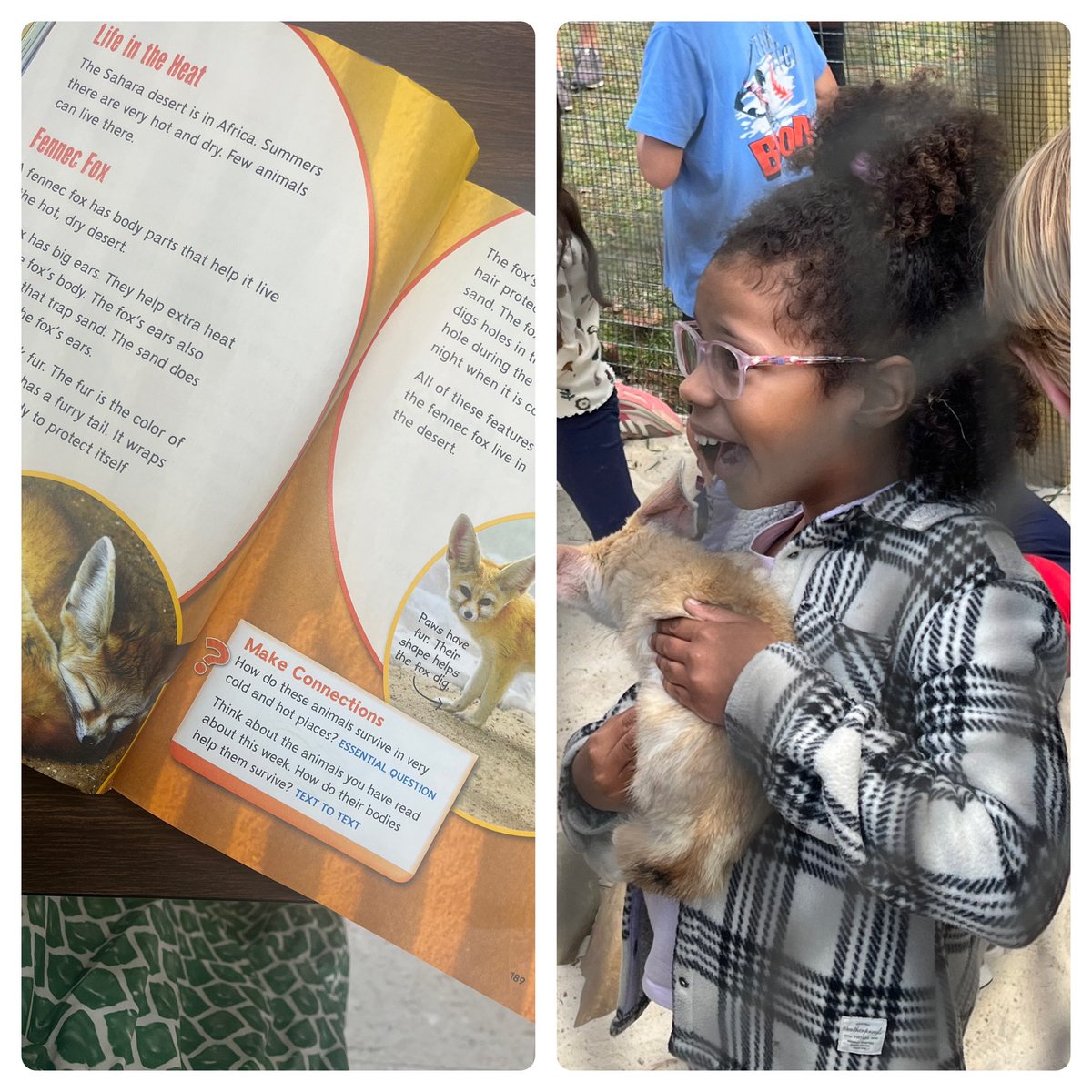 This week in 2nd grade my students are reading about Fennec Foxes. This past weekend my daughter got to hold a Fennec Fox at the Parkton Animal Oasis! Love when we can make real world connections to learning! <a href="/EEMillerElem/">EE Miller Elem</a> <a href="/CumberlandCoSch/">Cumberland County Schools</a> <a href="/MabeCathleen/">Cathleen Mabe</a>