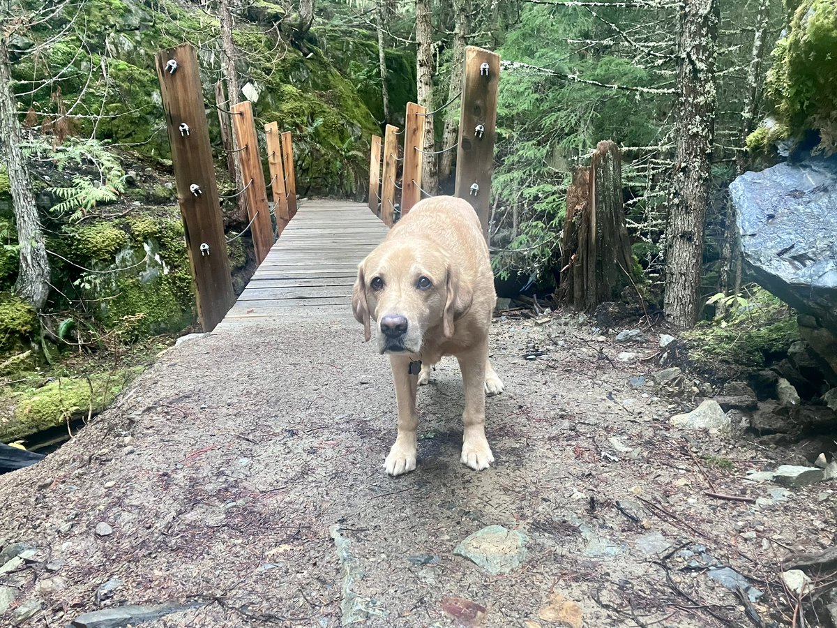 Brass 🌈 🐾🇨🇦 tweet media