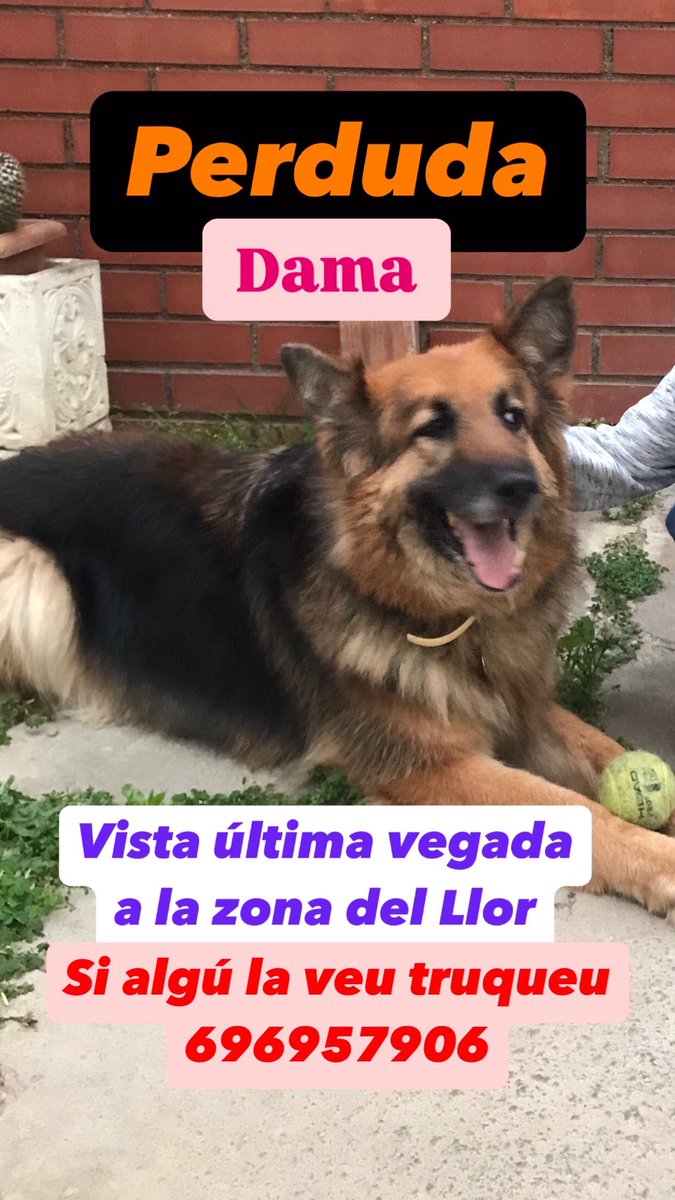 S’ha perdut la nostra gosseta. Si us plau ajudeu-nos a difondre per trobar-la. #santboi