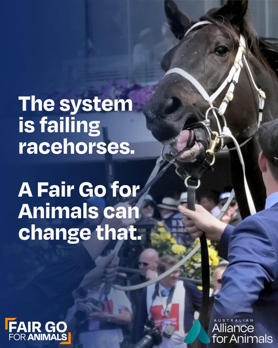 Australia’s horse racing industry is riddled with systemic animal welfare issues. Together, we can change that.

🐴Learn how the #FairGoForAnimals reforms address these issues and prioritise the welfare of animals allianceforanimals.org.au/ourwork/raceho…