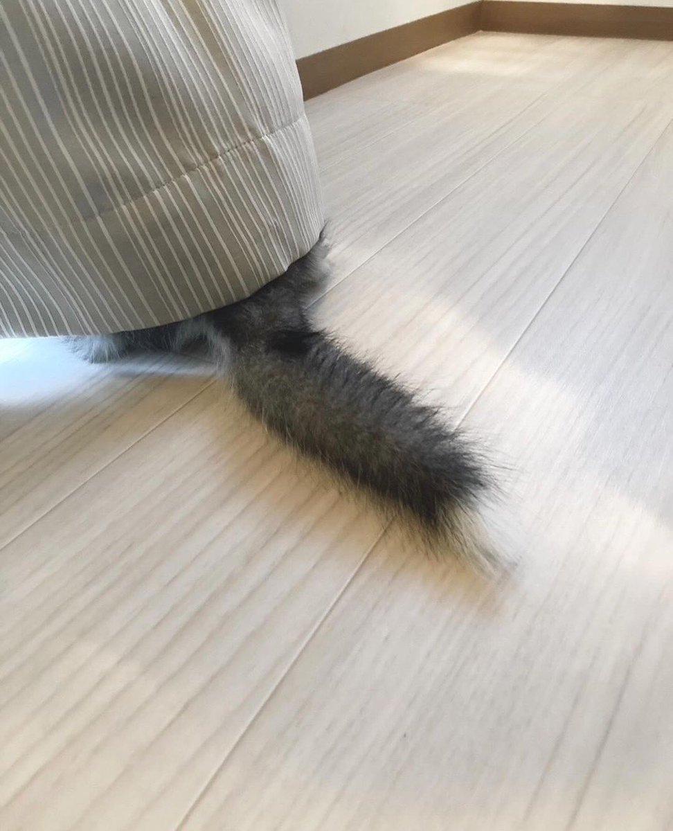 This is Shinbin. He was just found during a game of hide-and-seek. Has no idea what could have given him away. 12/10