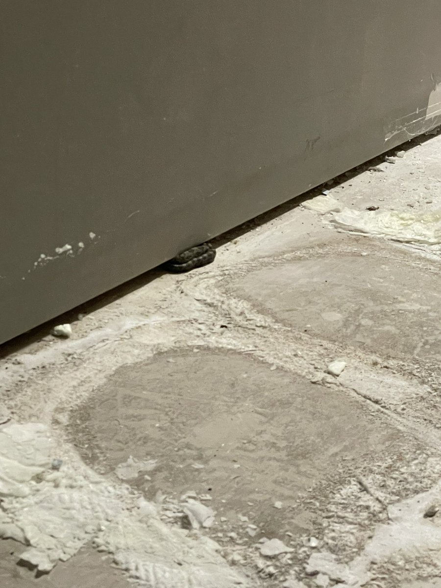 BurnamThomas's tweet photo. In our safe space during tornado warning inside the 40/29 station stairway. We found this snake down here, anyone know what kind of snake it is? https://t.co/uq99uWOeIE