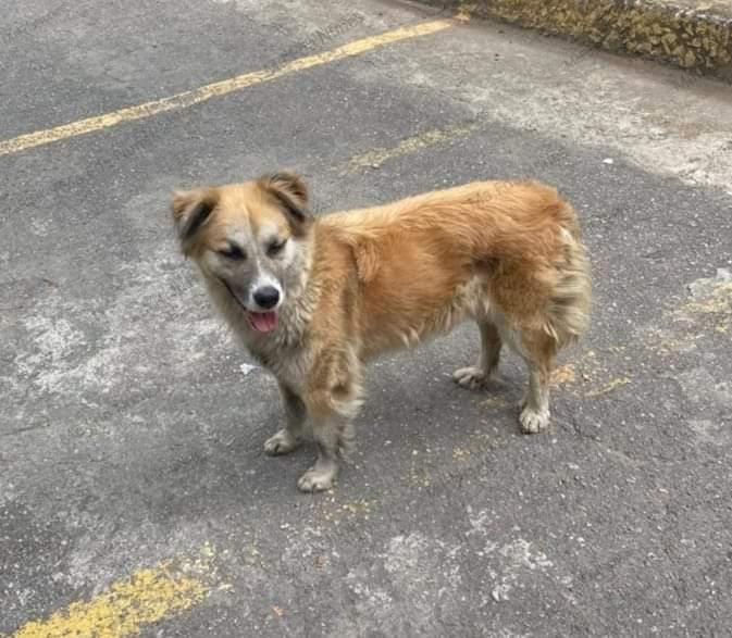ATENCION CALLE "F" CAURIMARE- EL CAFETAL- MUN. BARUTA
Se presume la dejaron abandonada... Es dócil, sumisa, cariñosa, está muy nerviosa... 
Corre peligro de q sea atropellada... Los vecinos la están echando del lugar, necesita urgente un hogar temporal  o definitivo 0424 2981060