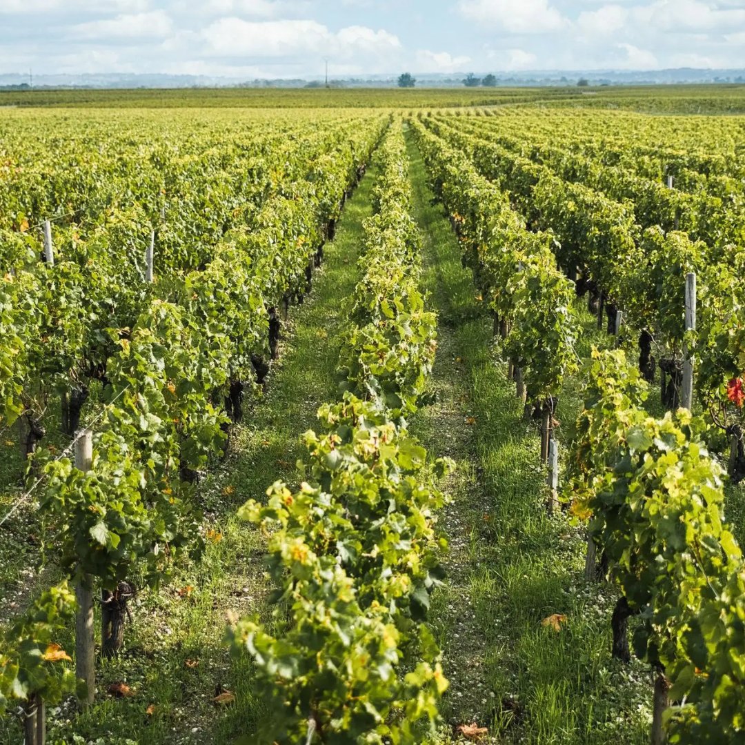 🏰Découvrez le Château Lascombes, un joyau des Crus Classés de 1855, avec ses 120 hectares de vignes en appellation Margaux. 
🍇 Le Château est référencé dans le Féret dès la 1ère édition en 1850.
 📲   zurl.co/Q90b 

 #ChâteauLascombes #Margaux #CrusClassés